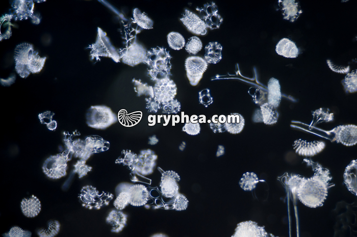 Radiolaires x12,5 - gryphea.org